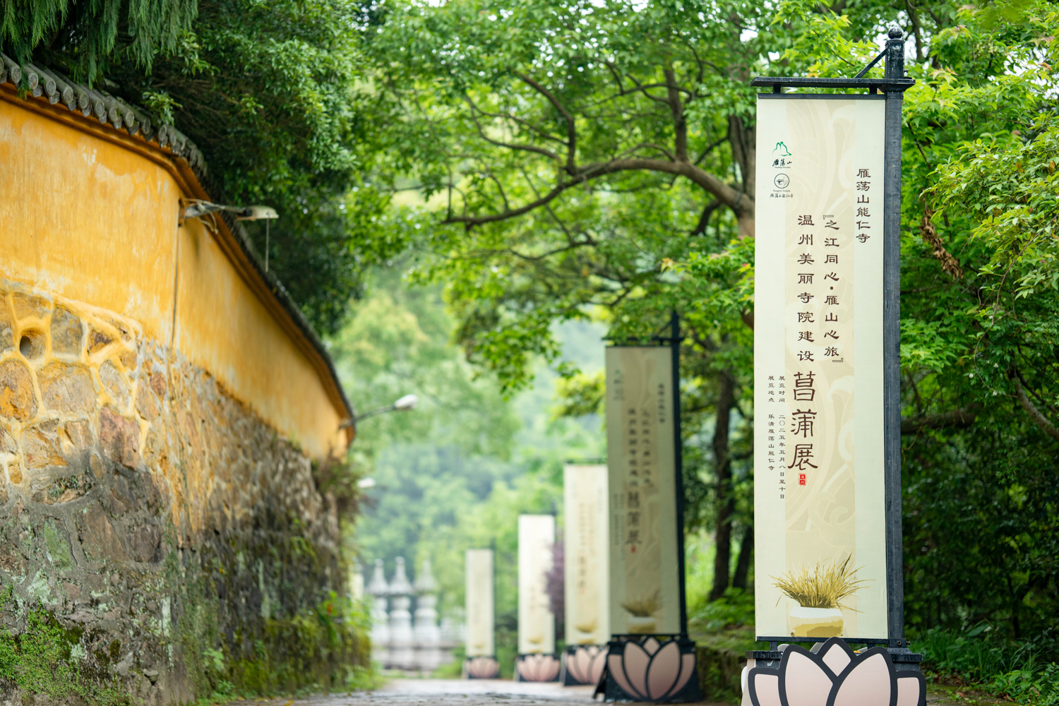 菖蒲入画，禅意入心 | 能仁寺菖蒲展解锁“雁山心旅”新美学(图1)