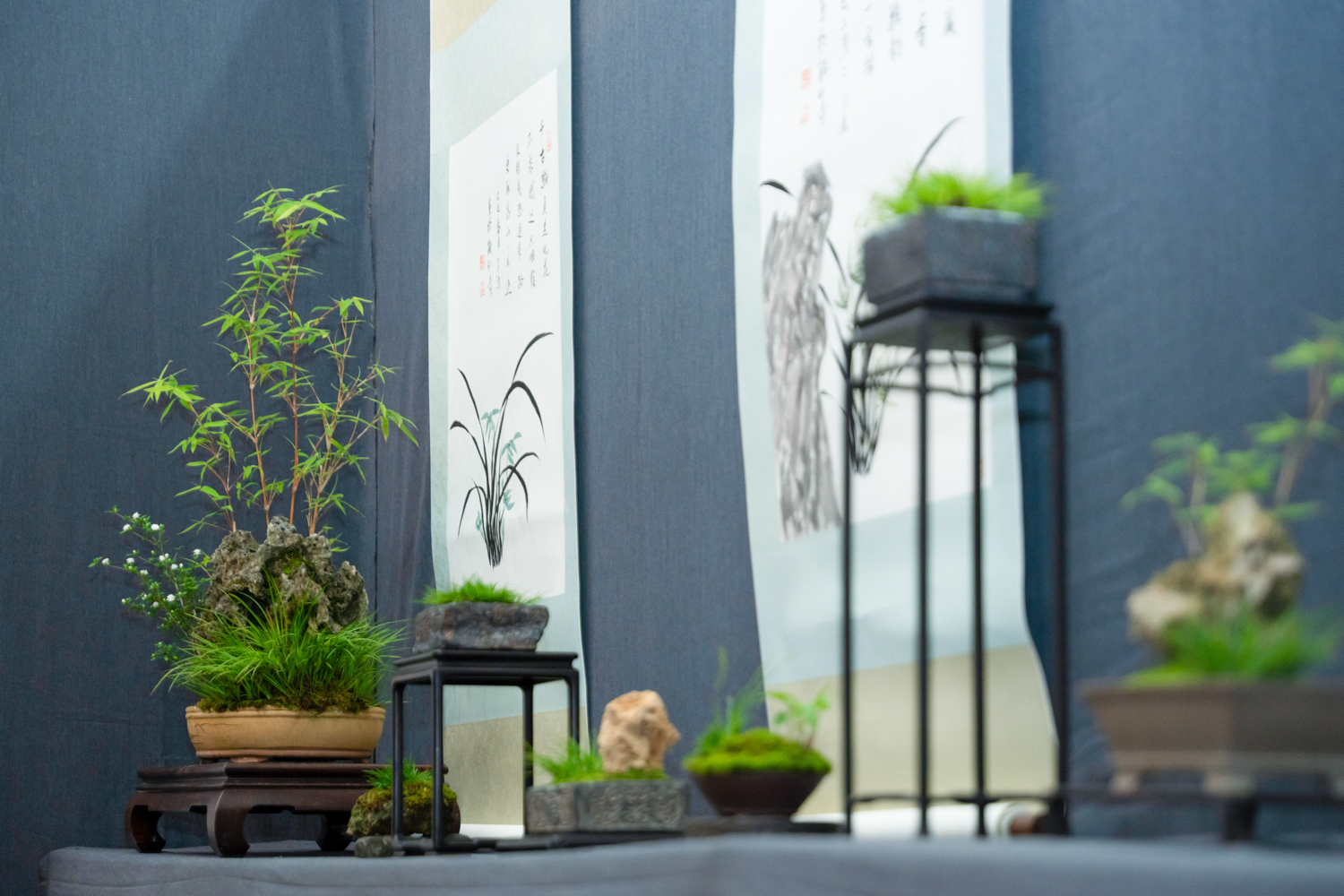 菖蒲入画，禅意入心 | 能仁寺菖蒲展解锁“雁山心旅”新美学(图17)