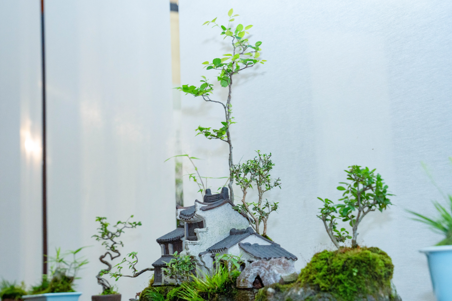 菖蒲入画，禅意入心 | 能仁寺菖蒲展解锁“雁山心旅”新美学(图20)