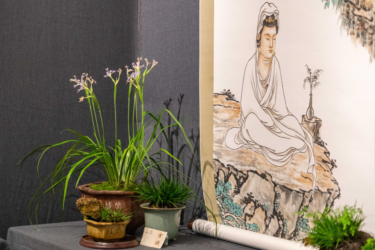 菖蒲入画，禅意入心 | 能仁寺菖蒲展解锁“雁山心旅”新美学(图22)