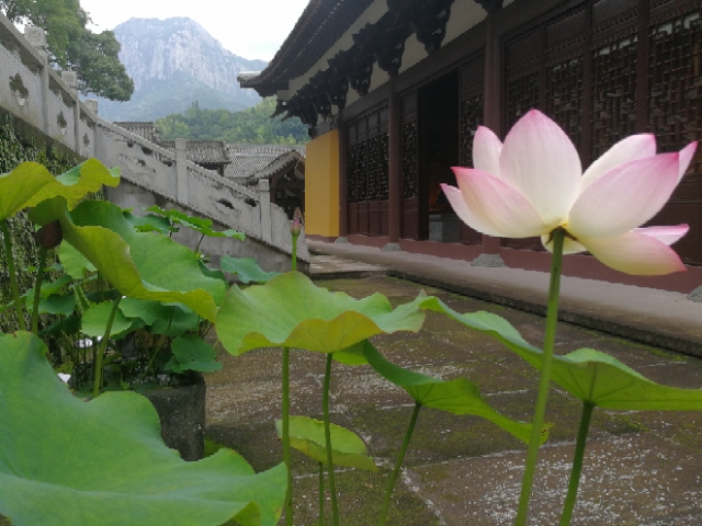 莲映古刹能仁寺(图1)