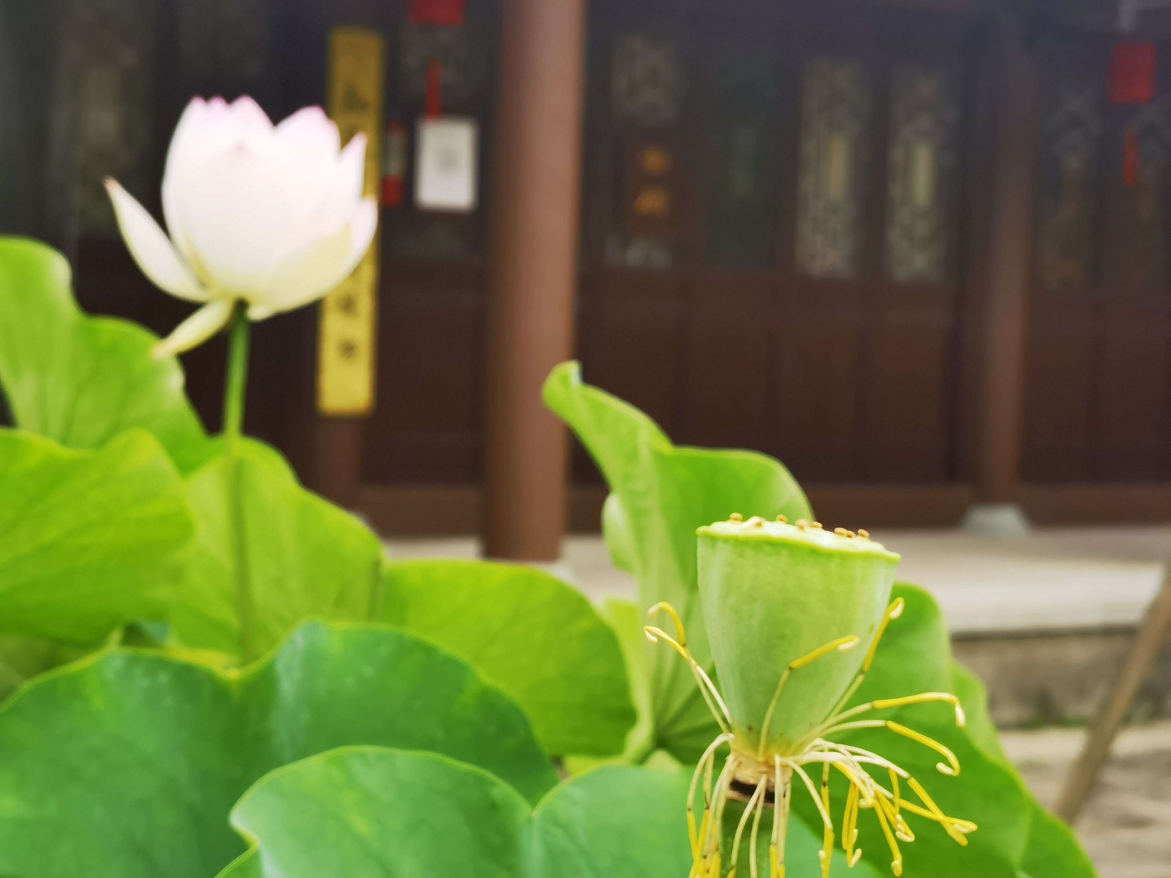 莲映古刹能仁寺(图7)